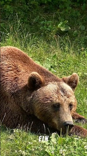 🐻 Braunbär, Legende der Wälder 🌲