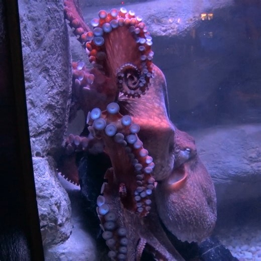 20K views · 852 reactions | Flurry Fun Facts: Giant Pacific octopus Flurry uses suction cups to taste and smell. Her eight arms have about 2,240 individually controlled suction cups, each with more taste receptors than the human tongue! | Milwaukee County Zoo | Facebook