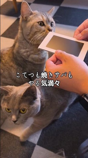 猫の肉球スタンプ作ったら、面白かった