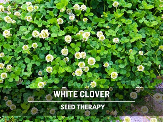 White Clover (irish Clover) Seeds – Perennial Lawn Alternative, Pollinator Friendly, Grass Supplement and Landscaping | 1,000 Seeds - Etsy