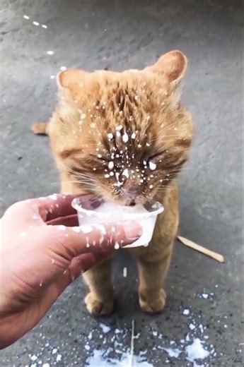 cat drink milk #cats #funny #catlovers #catlife #cute #cutecats #adoptdontshop #kitten #cutecat