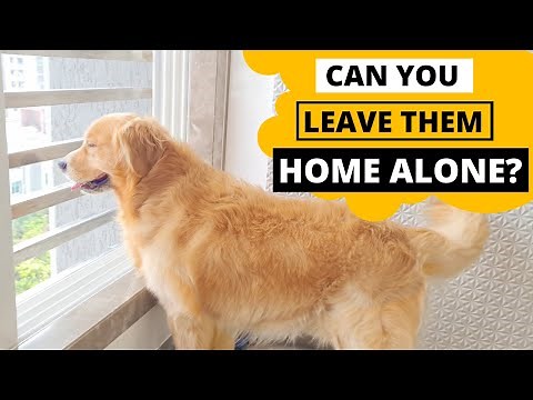 Can Golden Retrievers Stay Alone at Home