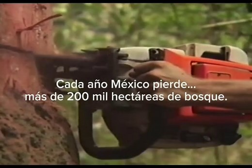 La importancia de los árboles en el ecosistema