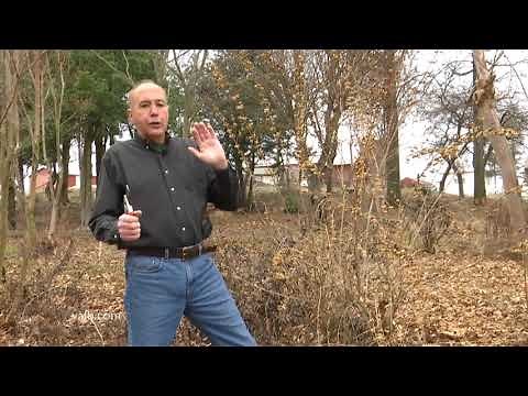 In the Garden - Pruning Beauty Berry Bushes