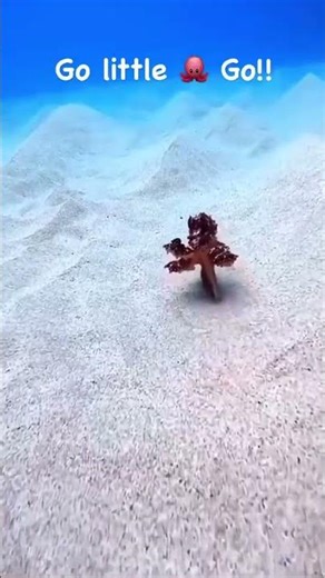 Octopus on the move… Did you know octopuses can walk on two legs? This behavior, known as bipedal