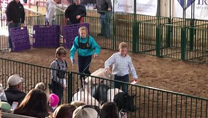 Junior Fair Market Hog Show | WJER Radio