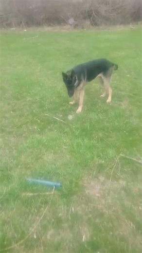 ice cube maker came in handy dogs love it