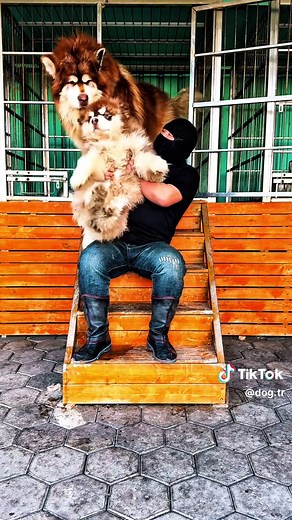 Effective Dog Training Tips for Alaskan Malamutes