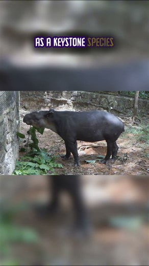 Top Ten Species from Central America: The Baird's Tapir