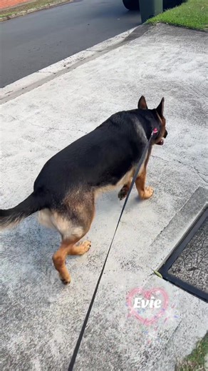 Bearded Postman Pat (@postman.pat261)’s videos with original sound - Max P