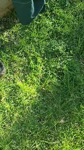 39K views · 173 reactions | News from " THE SNAKE PIT " Diamond Python Morelia spilota spilota Large Diamond Python from a Backyard in North Turramurra. The Homeowners were concerned about this Beauty. | Australian Snake Catchers | Facebook