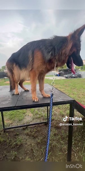 1 years old Female (German Shepherd) #fypage #fyp #germanshepherd #dogtrainer #malaysiadogtrainer #germany #dog #dogsoftiktok #dogs #dogfyp🐾 #kinimalaysia #vanakkammalaysia #k9 #k9training #viral #viralvideo #trending #dogchallange #obedience #trainer #arasank9 #arasank9trainingacademy #malaysiatrending #malaysia #Malaysiaviral