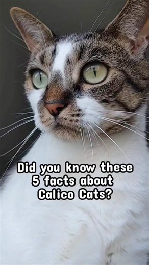 5 FACTS ABOUT Calico Cats