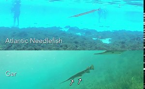 Atlantic Needlefish