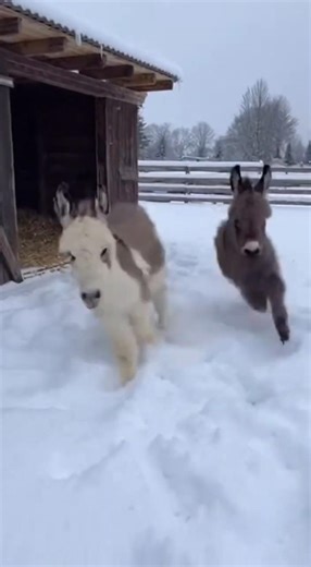Donkey chaos in the snow you have to see this #farm #viral #cute