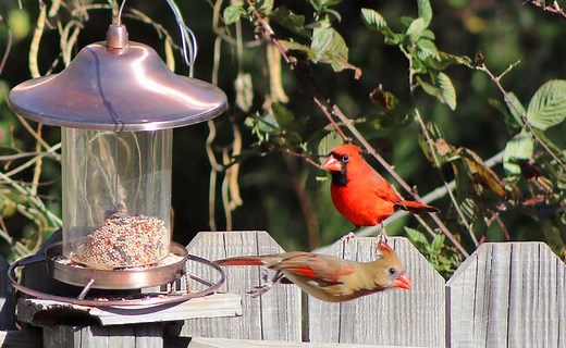 Best Bird Watching Wireless Cameras  Guide in 2026