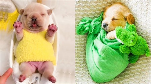 Baby Dogs - Cute and Funny Dog Videos Compilation
