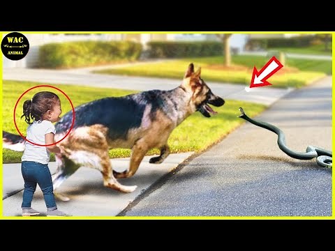 50 Hero Animals That Saved Human Lives #9 | Best moment of 2024!