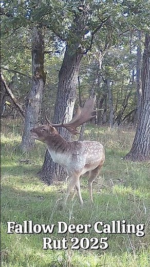Fallow Deer Calling – Rut Season 2025 🦌 #wildlife #deer #rut #trailcam #nature