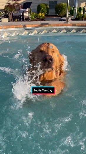 Teddy Tuesday Fun with Golden Retriever Teddy