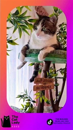 Epic Cat Tree Build: From Sticks to Mansion! 🙀😻