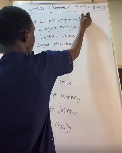 Exploring the Largest and Longest Parts of the Human Body