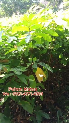 Pesan Bibit Pohon Matoa Sekarang dan Dapatkan Penawaran Menarik!
