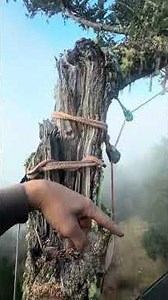 Insane hazardous old growth tree removal we did this week on orcas Island￼