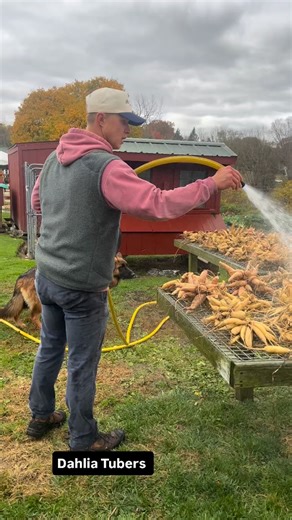 Did you know : A single dahlia tuber will multiply to produce between 5 and 20 new tubers by the end of the growing season. Some studies suggest an average of 7.8 tubers per clump, while others have seen over 20 from a single clump, so it can vary. Stay tuned when our fields are filled with dahlias next season . #halasfarmmarket #dahlias | Halas Farm Market