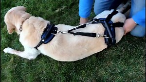 5 Best Dog Lift Harnesses and Slings for Mobility-Impaired Canines
