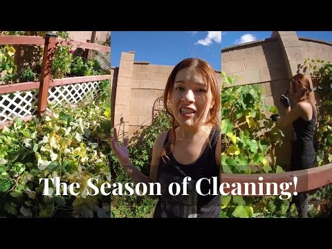 Fall Pruning + Grapes and Project Prep!