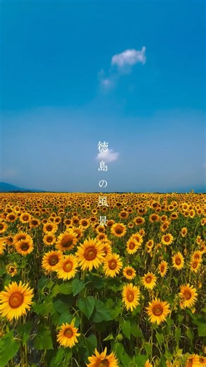あわを。｜徳島の魅力を世界に伝える男 on Instagram: "善入寺島のひまわり🌻 ⁡#ひまわり #向日葵 ⁡ ちょうど今見頃でした。 撮影→ 2025.7.9 ⁡ ⁡ ＿＿＿＿＿＿＿＿＿＿＿＿＿＿＿＿＿＿ ⁡ 「いいね」「フォロー」 してもらえると嬉しいです！ ↳ @tokushima_like ＿＿＿＿＿＿＿＿＿＿＿＿＿＿＿＿＿＿ ⁡ あわを。→ @tokushima_like ▶徳島県の魅力を動画で発信中!! ⁡ Cinematic Video / Tokushima,Japan 徳島の【魅力×懐かしさ】溢れる映像を🎥 動画制作、インスタ運用、お仕事のご相談はDMへ ⁡ ＿＿＿＿＿＿＿＿＿＿＿＿＿＿＿＿＿＿ ⁡ #徳島 #徳島県 #田舎の風景 #田舎の景色 #日本の風景 #日本の景色 #japan #japantrip #japantravel #tokushima"