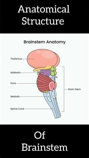 Anatomical structures of Brain stem