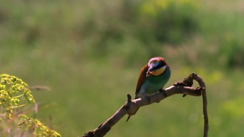 How Insects Sustain Life: The Critical Role of Earth’s Smallest Creatures