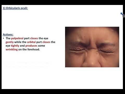 Skin and Muscles of the Face - Dr. Ahmed Farid