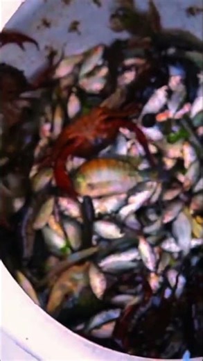 profit 1600 rs💵 #fish #agrifuture#fishingequipment #fishing#fishinggear#macchi #carpfishing#fishrod