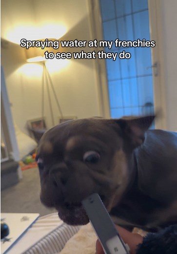 Spraying Water at My Frenchies: Funny Bulldog Reaction Caught