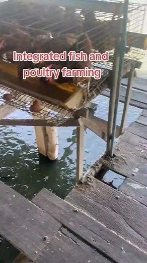 153 reactions · 42 shares | Integrated fish and chicken farming, also known as aquaponics, is an innovative and efficient method of food production that combines aquaculture (raising fish) and hydroponics (growing plants in water). It's a symbiotic system where fish waste provides nutrients for the plants, and the plants purify the water for the fish. #farmingtips #farmingtechnology #agriculture | BEEF Agriculture | Facebook