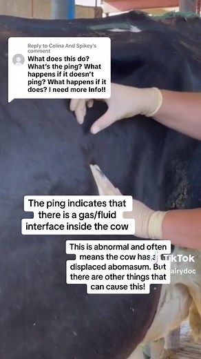 Replying to @Celina And Spikey this isually occurs in fresh cows. If you hear it, talk to your vet!! #dairy #cow #fresh #freshcow #transition #physicalexam #ping #dairydoc #dairykind