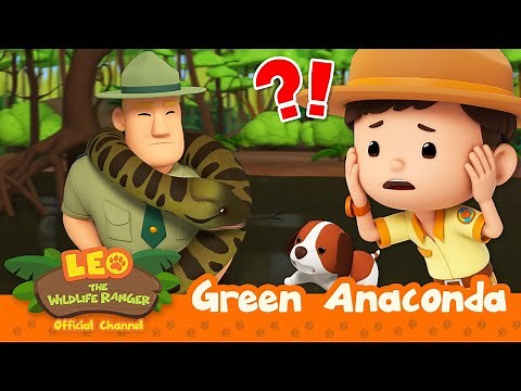 TANGLED BY A HUGE SNAKE?! 🐍 | Green Anaconda | Leo the Wildlife Ranger | Kids Cartoons