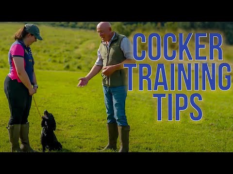 Cocker Spaniel Training