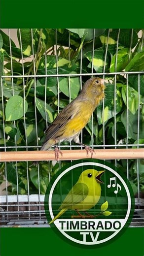 Filhote de 5 meses de canário TIMBRADO espanhol. Imperador. (039/2025)