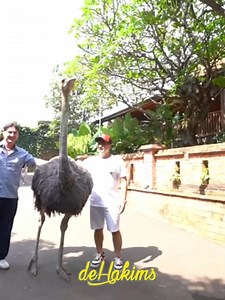 Burung Unta nya d suruh Kawin 4 biar gak n4kal kagi kata si Bule😅‼️ | deHakims