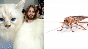 Score One For Symbolism: Cockroach Walks Met Gala Red Carpet, Steals Cameras From Idiots Like Jared Leto