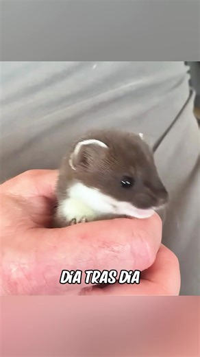 Rescate de una Comadreja Bebé: Amor Animal