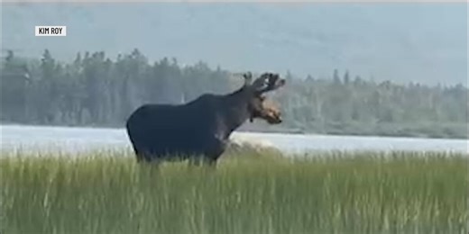 Possible changes coming to moose-hunting season in Maine