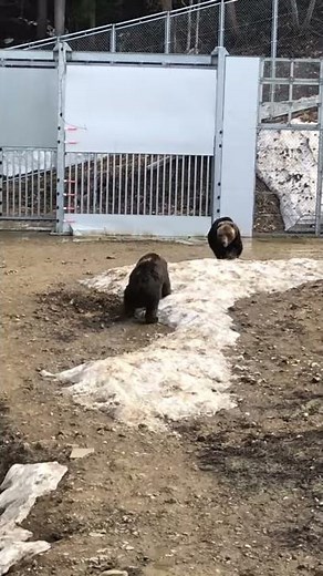 クマクマ園 熊の喧嘩 迫力 怖い 自然の怖さ Bear quarrel The horror of nature