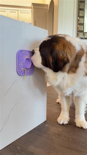 Saint Bernard Puppy Care Tips for New Owners