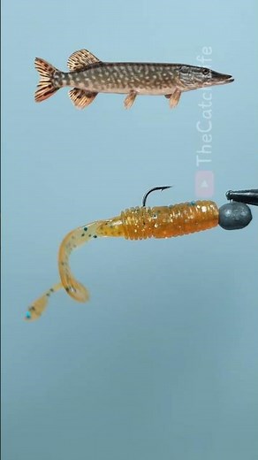 Rigging a Sand Fox Grub for Pike & Perch! 🎣 #fishing