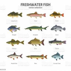 What are the different types of fish stock? [2025] | QAQooking.wiki